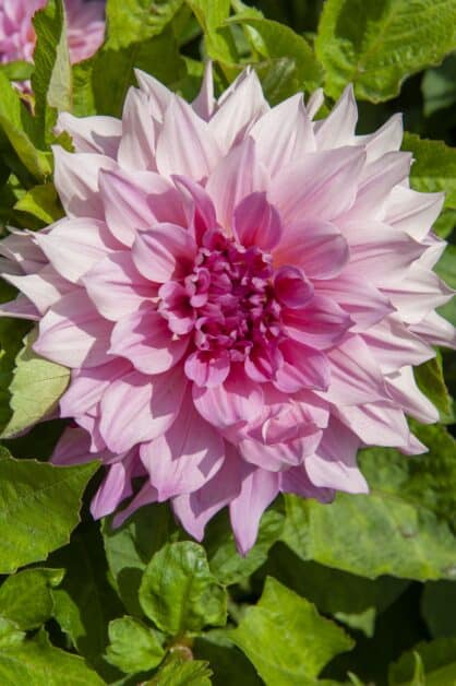 "Dalia Café au Lait Royal". Dalia decorativa grande color rosa Café au Lait Royal