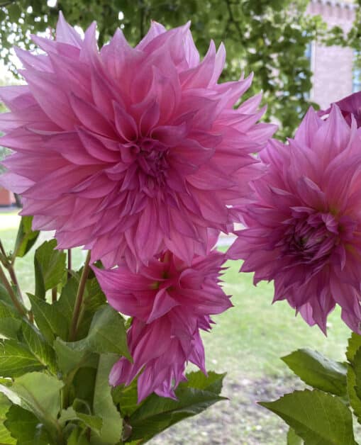 Dalia decorativa gigante rosa, Café au Lait rosé
