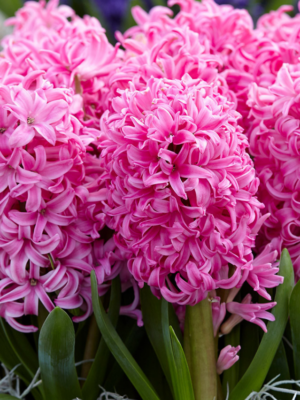 Giacinto Pink Pearl