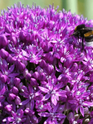Allium Ambassador