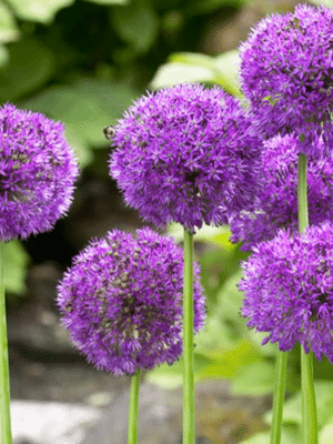 Allium Purple Sensation