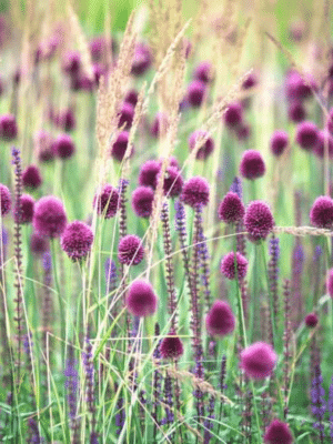 Allium Sphaerocephalun