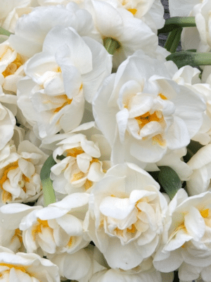 Narciso Bridal Crown