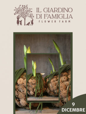 Composizione con amaryllis