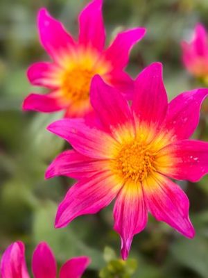 dahlia fucsia bright eyes
