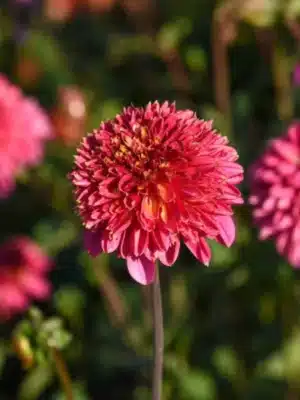 Dahlia "Alyshia"