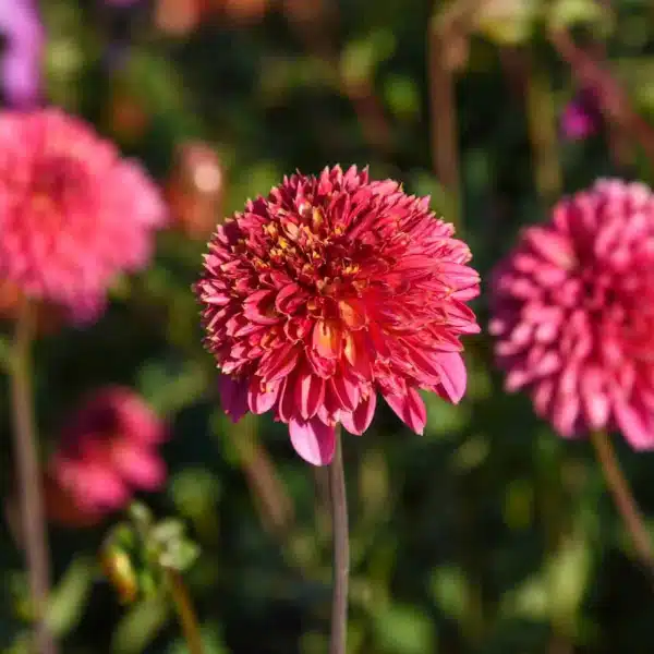 Dahlia "Alyshia"