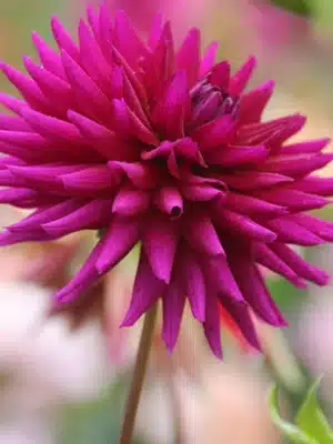 Dahlia "Ambition"