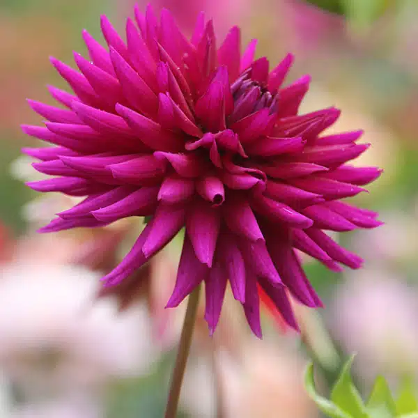Dahlia "Ambition"