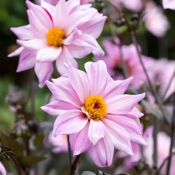 dalie bianche e rosa con pistillo giallo