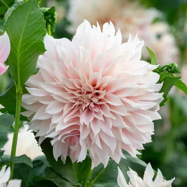 dalia grande con petali arricciati