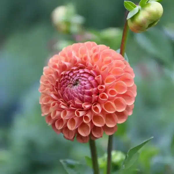 dalia Cornel Brons con petali circolari