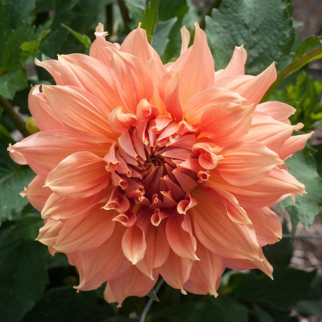 dalia albicocca