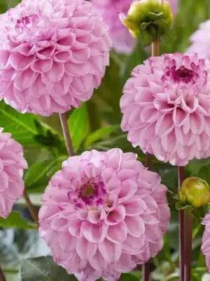 Dalia Genova forma del fiore ball rosa dal centro intenso viola Il Giardino di Famiglia