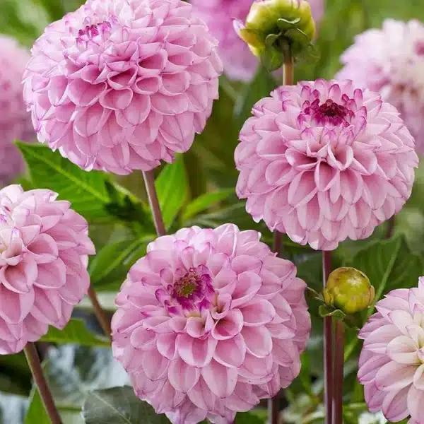 Dalia Genova forma del fiore ball rosa dal centro intenso viola Il Giardino di Famiglia