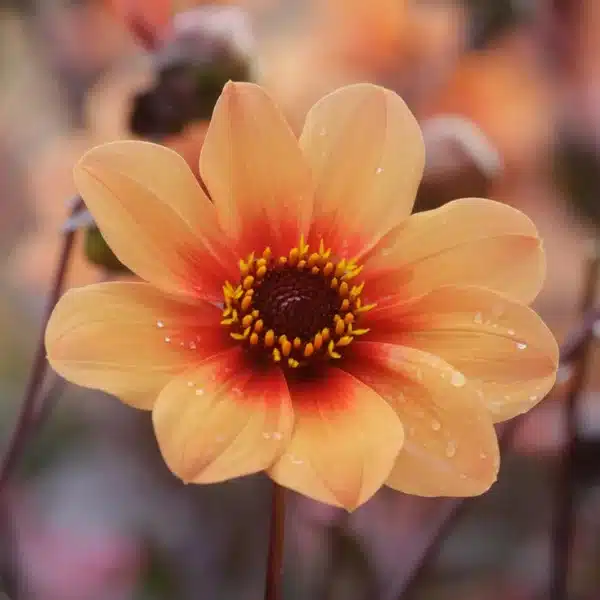 dalia color pesca con gocce di acqua