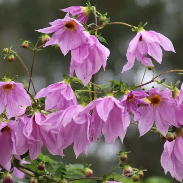 Dalia Imperialis fiore verso il basso