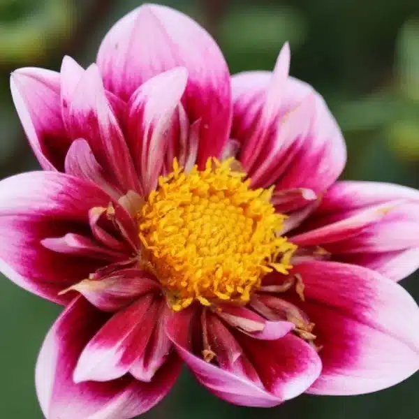 dalia con pistillo grande e petali fucsia con estremità bianche