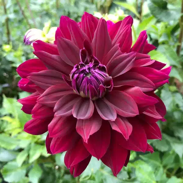 Dahlia Rip City