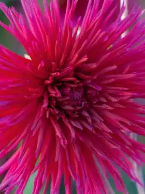 Dalia Urchin petali sottili lunghi e stretti viola chiaro