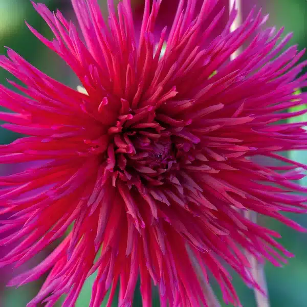 Dalia Urchin petali sottili lunghi e stretti viola chiaro