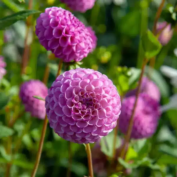 dalia forma circolare lilla