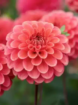 Dahlia Zundert Mystery Fox height 90-110cm flower size 8cm color flower shape orange dahlia ball flower The Family Garden