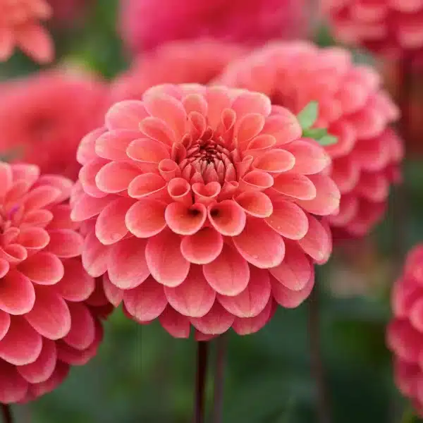Dahlia Zundert Mystery Fox height 90-110cm flower size 8cm color flower shape orange dahlia ball flower The Family Garden