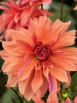 Dalia Babylon Brons arancione e rosa