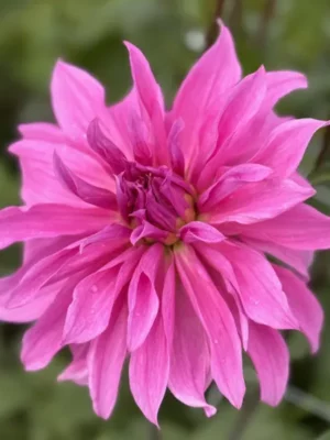 Dalia Babylon Lilà rosa scuro