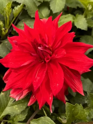 Dalia Babylon Red rossa