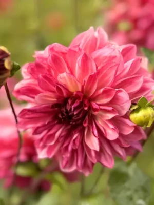 Dalia-Bacardi-rosa-Il-Giardino-di-Famiglia