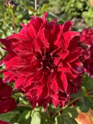 Dalia Bohemian Spartacus rossa