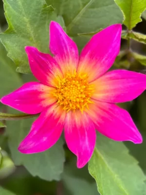 Dalia Bright Eyes gialla e viola