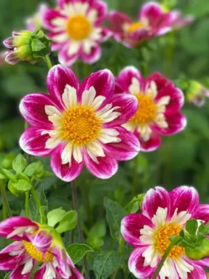 Dalia Bumble Rumble rosa e bianco