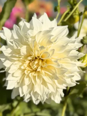 Dalia Cafe au Lait Supreme bianca e gialla