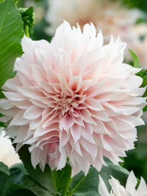 Dalia Cafe au Lait bianca e rosa