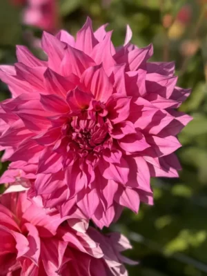 Dalia Cafe au Lait rosè rosa