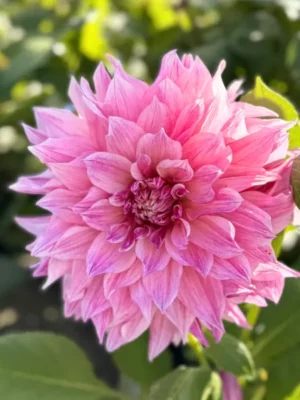 Dalia Cafe au Lait royal rosa