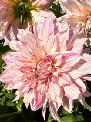 Dalia Cafe au Lait twist bianca e rosa 