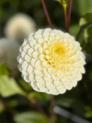 Dalia Caro bianca e gialla