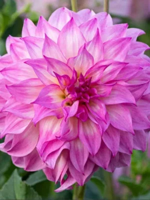 Dalia Colorado Classic bianca rosa Il Giardino di Famiglia