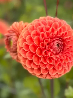 Dalia Cornel brons arancione