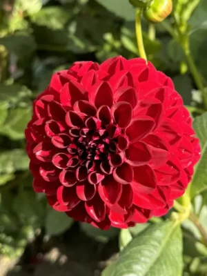 Dalia Cornel rossa