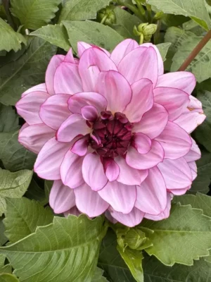 Dalia Creme de Cassis bianca rosa e viola