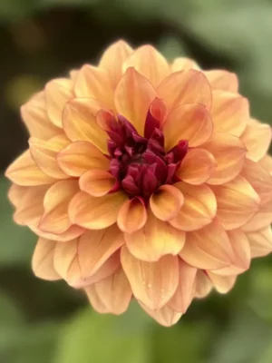 Dalia Creme de Cognac gialla rosa e arancione