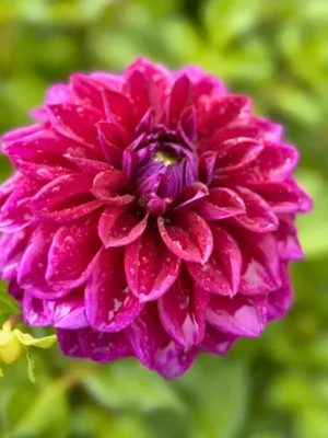 Dalia Diva Us viola e rosa