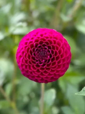 Dalia Downham Royal viola e rosa