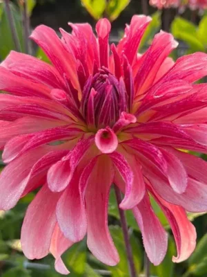 Dalia Dutch Delight rosa