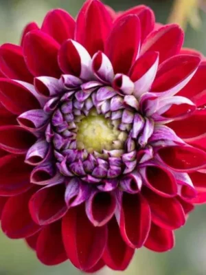 Dalia Embassy rossa viola e rosa